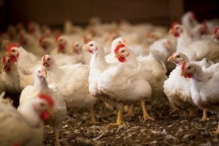 Poultry Litter Research by the University of Georgia